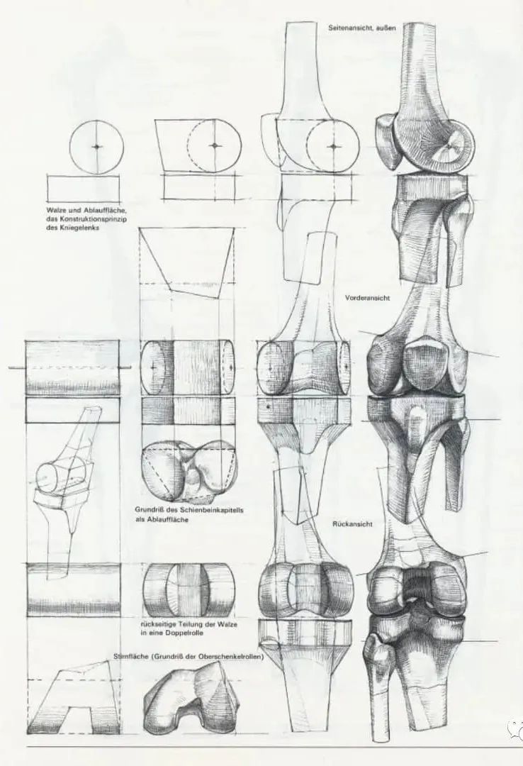 人体结构素描学习资料