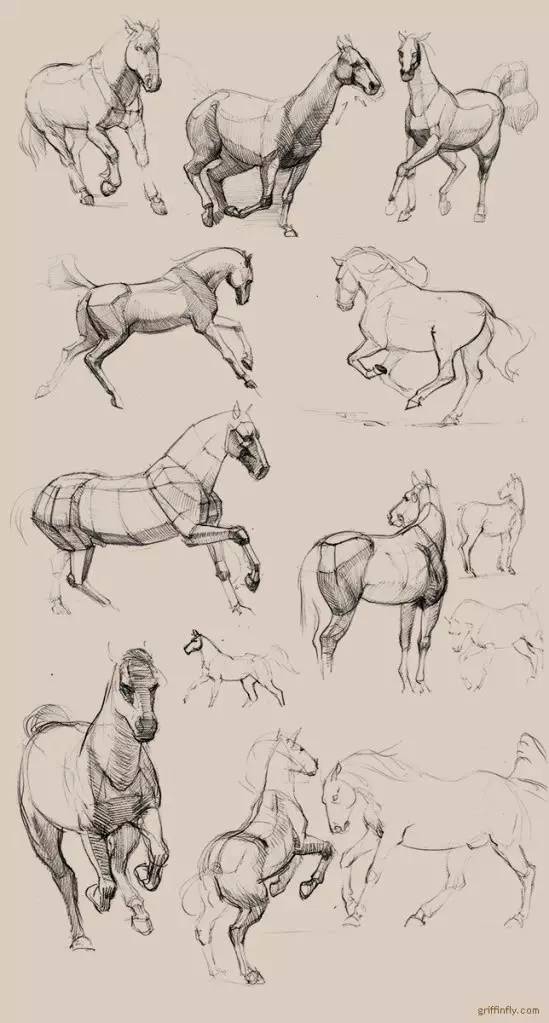 马的素描画法及步骤图片