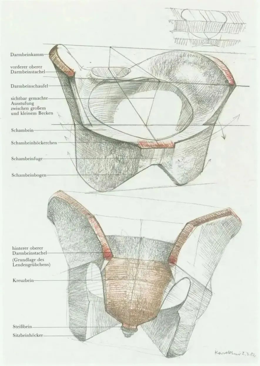 人体结构素描学习资料