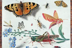 Jan van Kessel 扬·凡·凯塞尔 昆虫油画素材下载